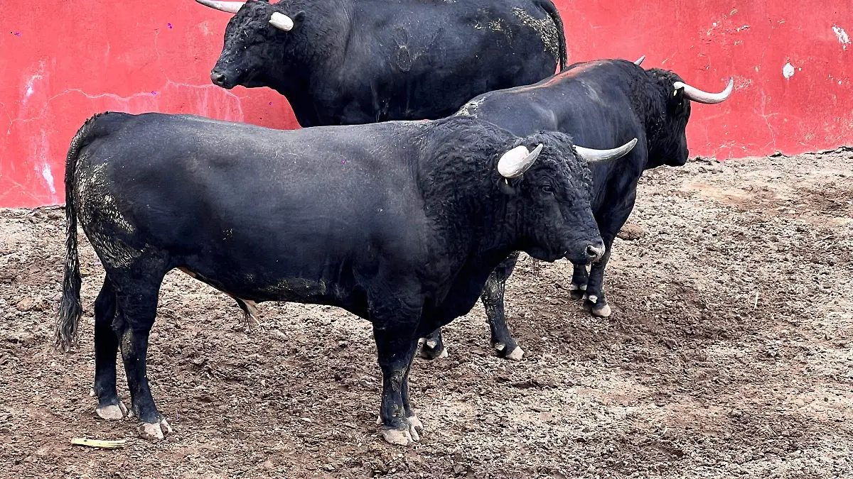 TOROS 2